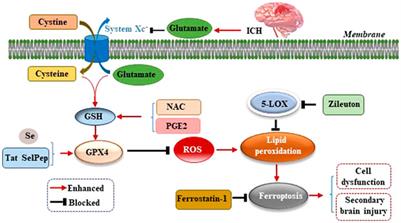 Neuronal ferroptosis after intracerebral hemorrhage